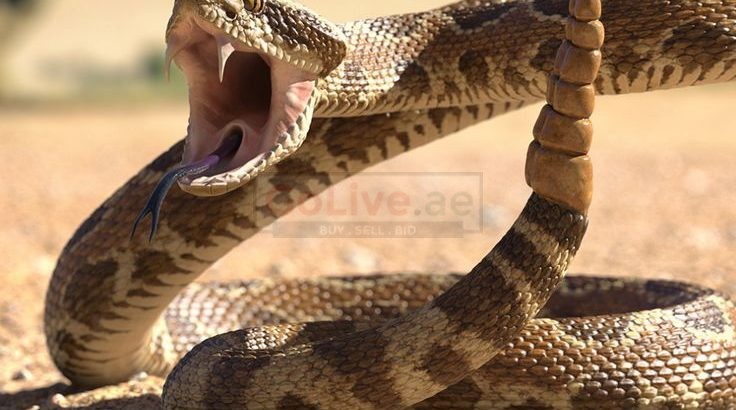 Pest Control Sport City – Get 20% Discount