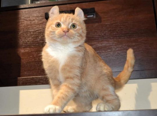 Pedigree short leg Minuet kitten.