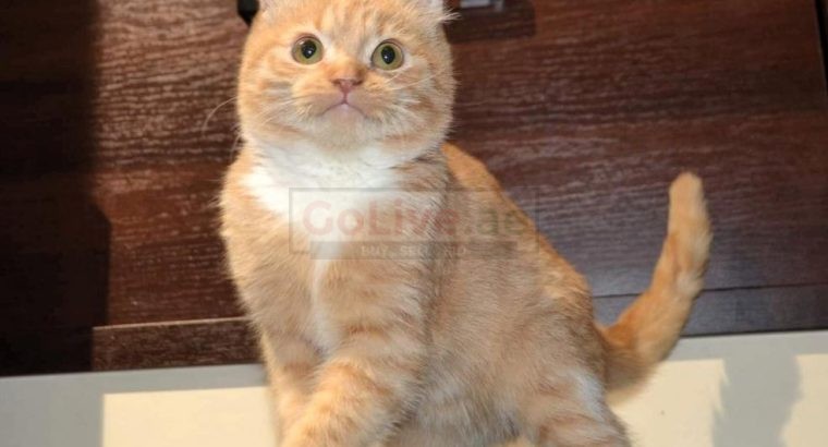 Pedigree short leg Minuet kitten.