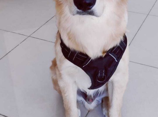 Golden Retriever Puppy 7 months ready for adoption