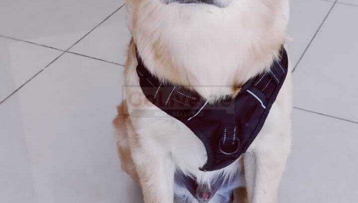 Golden Retriever Puppy 7 months ready for adoption