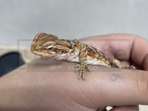 Baby bearded dragon (800aed)