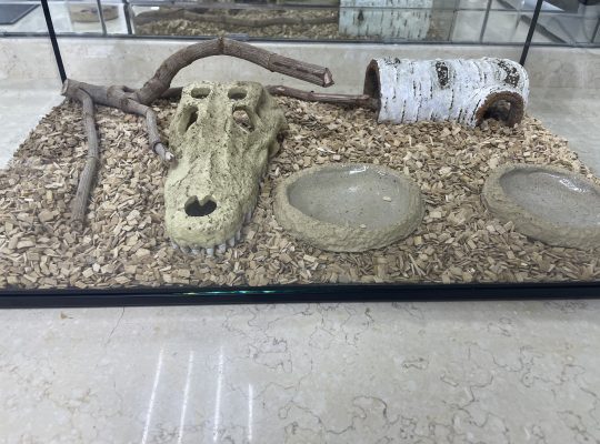 Baby bearded dragon (800aed)