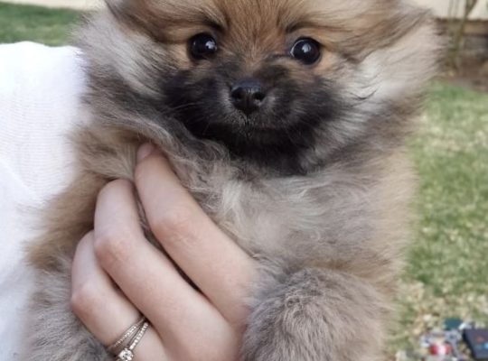 Amazing Pomeranian puppy