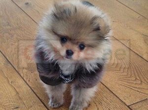 Amazing Micro Teacup Pomeranian puppy