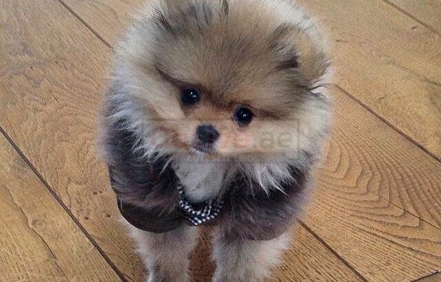 Amazing Micro Teacup Pomeranian puppy