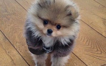 Amazing Pomeranian puppy