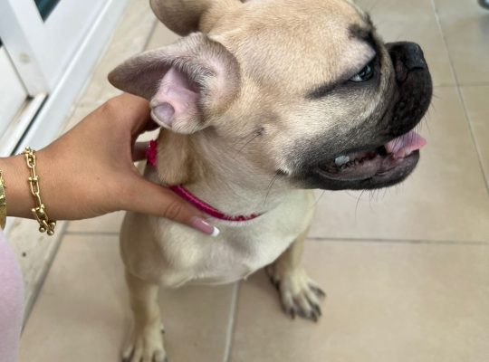 Lovely French bulldog puppies Available now