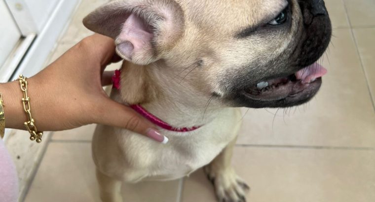 Lovely French bulldog puppies Available now