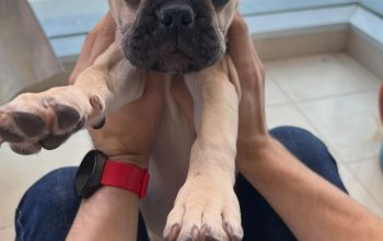Lovely French bulldog puppies Available now