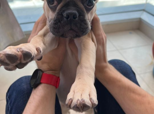 Lovely French bulldog puppies Available now
