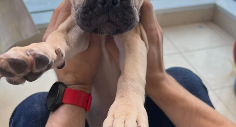 Lovely French bulldog puppies Available now
