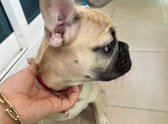 Lovely French bulldog puppies Available now