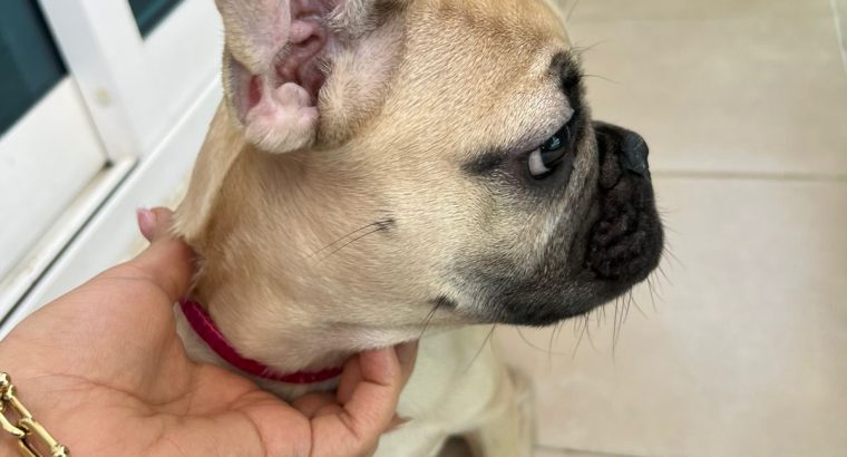 Lovely French bulldog puppies Available now