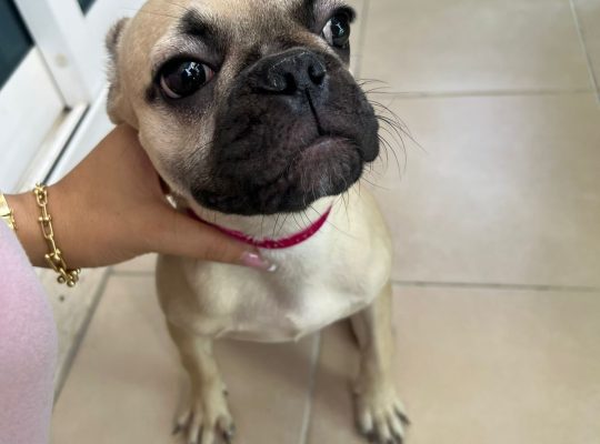 Lovely French bulldog puppies Available now
