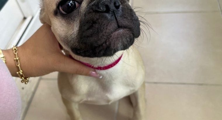 Lovely French bulldog puppies Available now