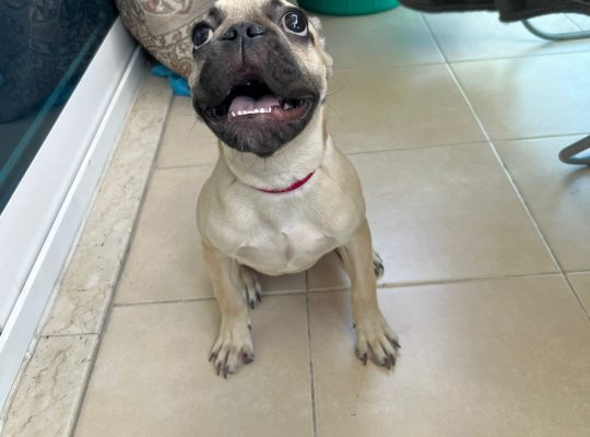 Lovely French bulldog puppies Available now