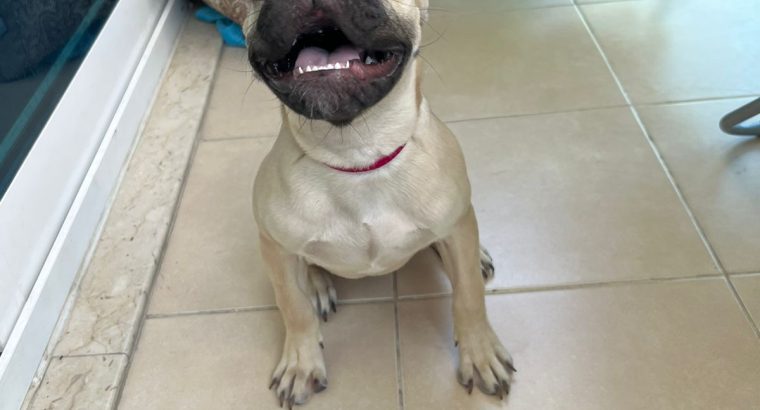 Lovely French bulldog puppies Available now