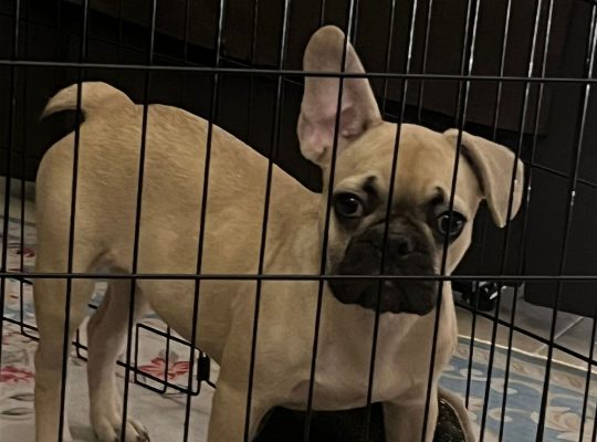 Lovely French bulldog puppies Available now