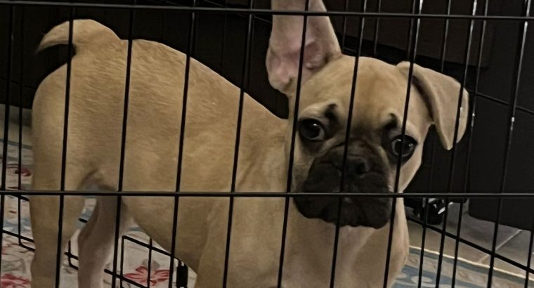 Lovely French bulldog puppies Available now