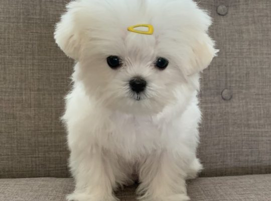 Home raised Maltese puppies for rehoming