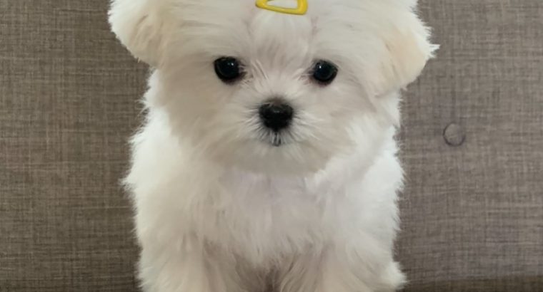 Home raised Maltese puppies for rehoming
