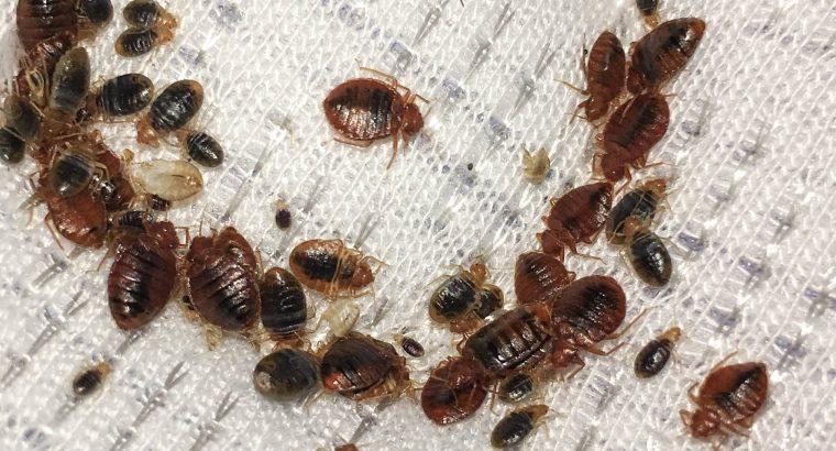 # Pest Control Dubai – Dubai’s Hygiene Expert