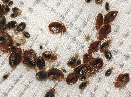# Pest Control – Up to 30% Discount