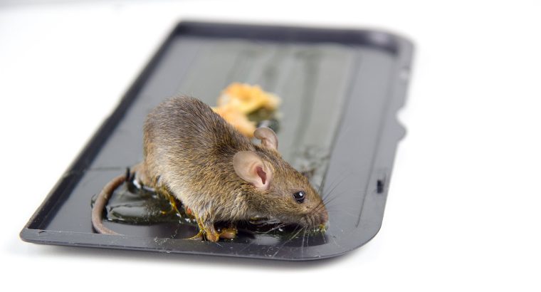 # Pest Control Dubai – Dubai’s Hygiene Expert