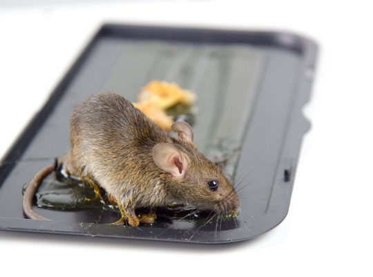 # Pest Control – Up to 30% Discount
