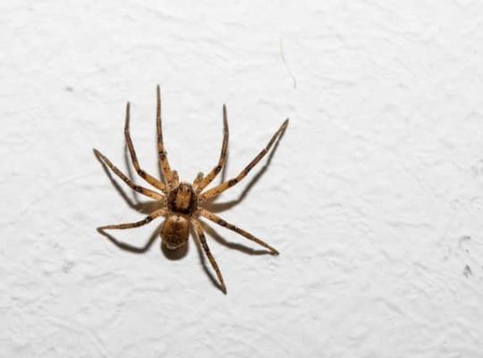 # Pest Control Dubai – Dubai’s Hygiene Expert