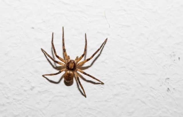 # Pest Control Dubai – Dubai’s Hygiene Expert