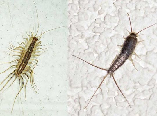 # Pest Control Treatment – Top 10 Listed Company