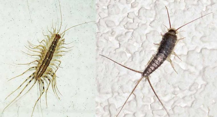 # Pest Control Treatment – Top 10 Listed Company