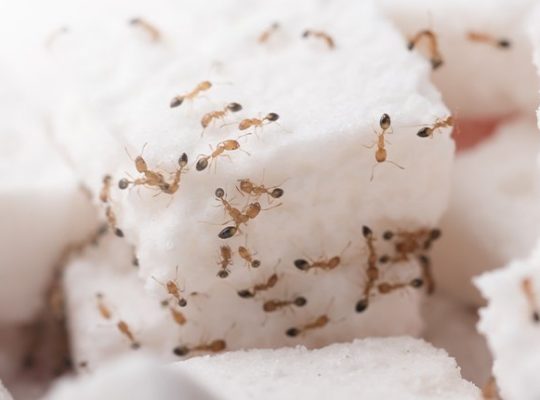 # Pest Control – Up to 30% Discount