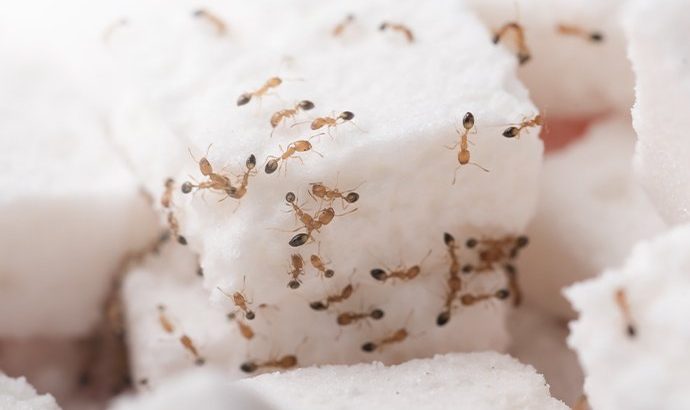 # Pest Control – Up to 30% Discount