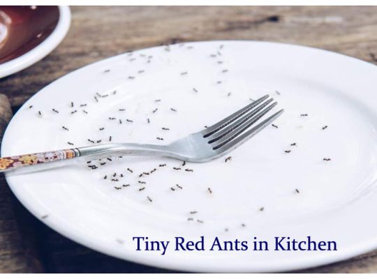 # Pest Control Treatment – Top 10 Listed Company