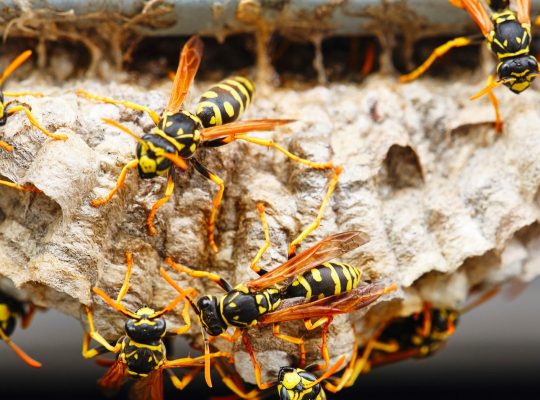# Pest Control Treatment – Top 10 Listed Company