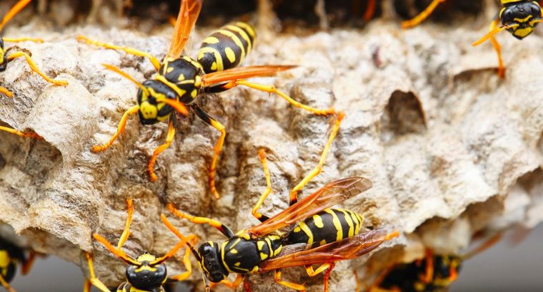 # Pest Control Treatment – Top 10 Listed Company