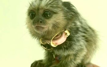 Healthy Marmoset Baby Monkeys
