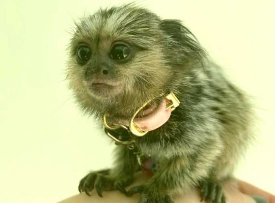 Healthy Marmoset Baby Monkeys