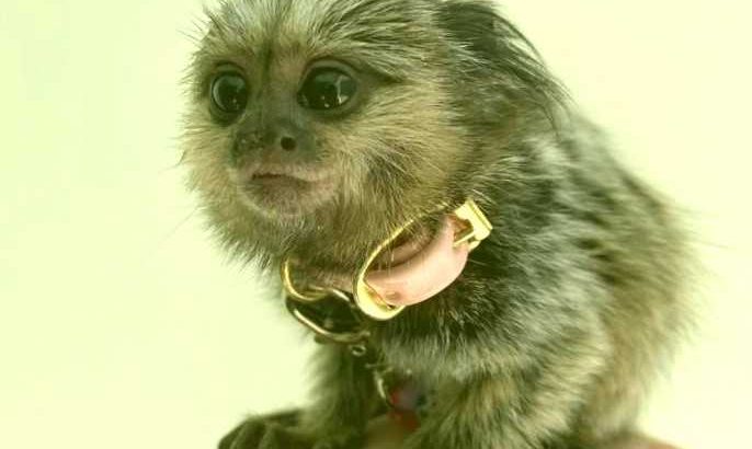 Healthy Marmoset Baby Monkeys