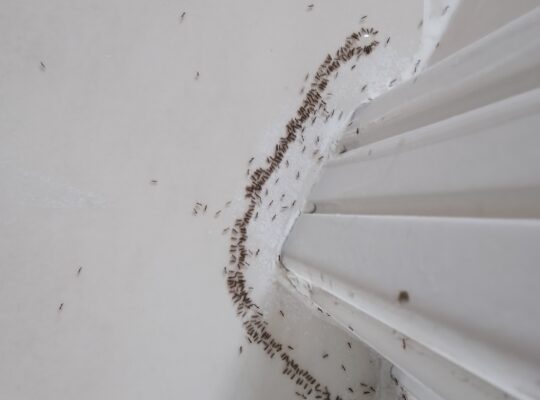 # Ant Problems – Contact Pest Control Experts !