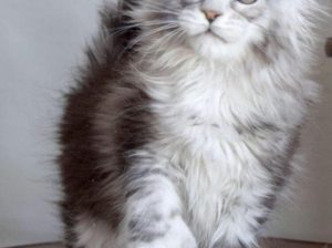 Maine coon KITTENS FOR ADOPTION