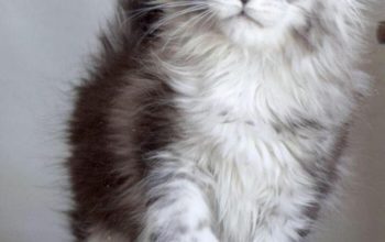 Maine coon KITTENS FOR ADOPTION