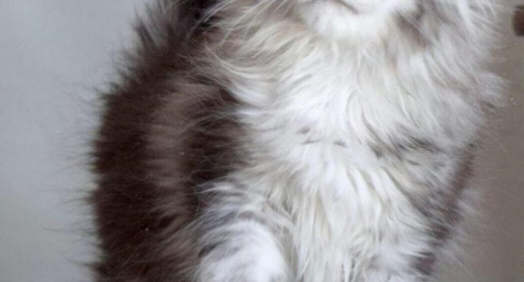 Maine coon KITTENS FOR ADOPTION