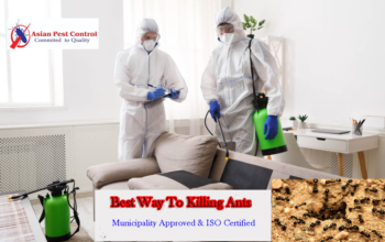 Ants Treatment – 25% Off Villa