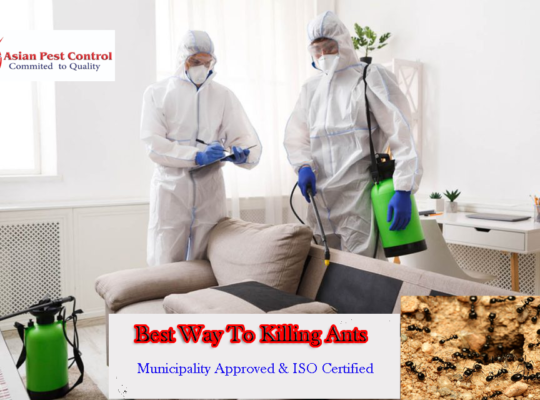 Ants Treatment – 25% Off Villa
