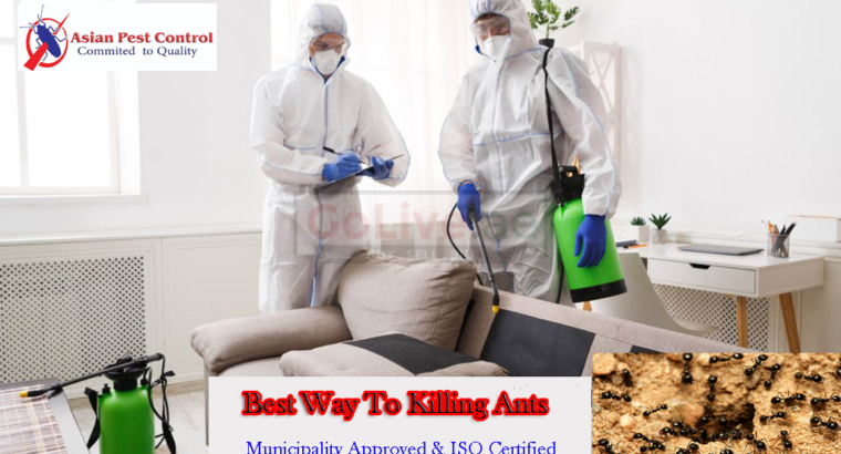 Ants Treatment – 25% Off Villa