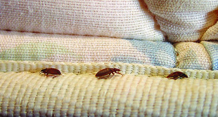 # 22% Ramadan Offers – No Pest / No Risk